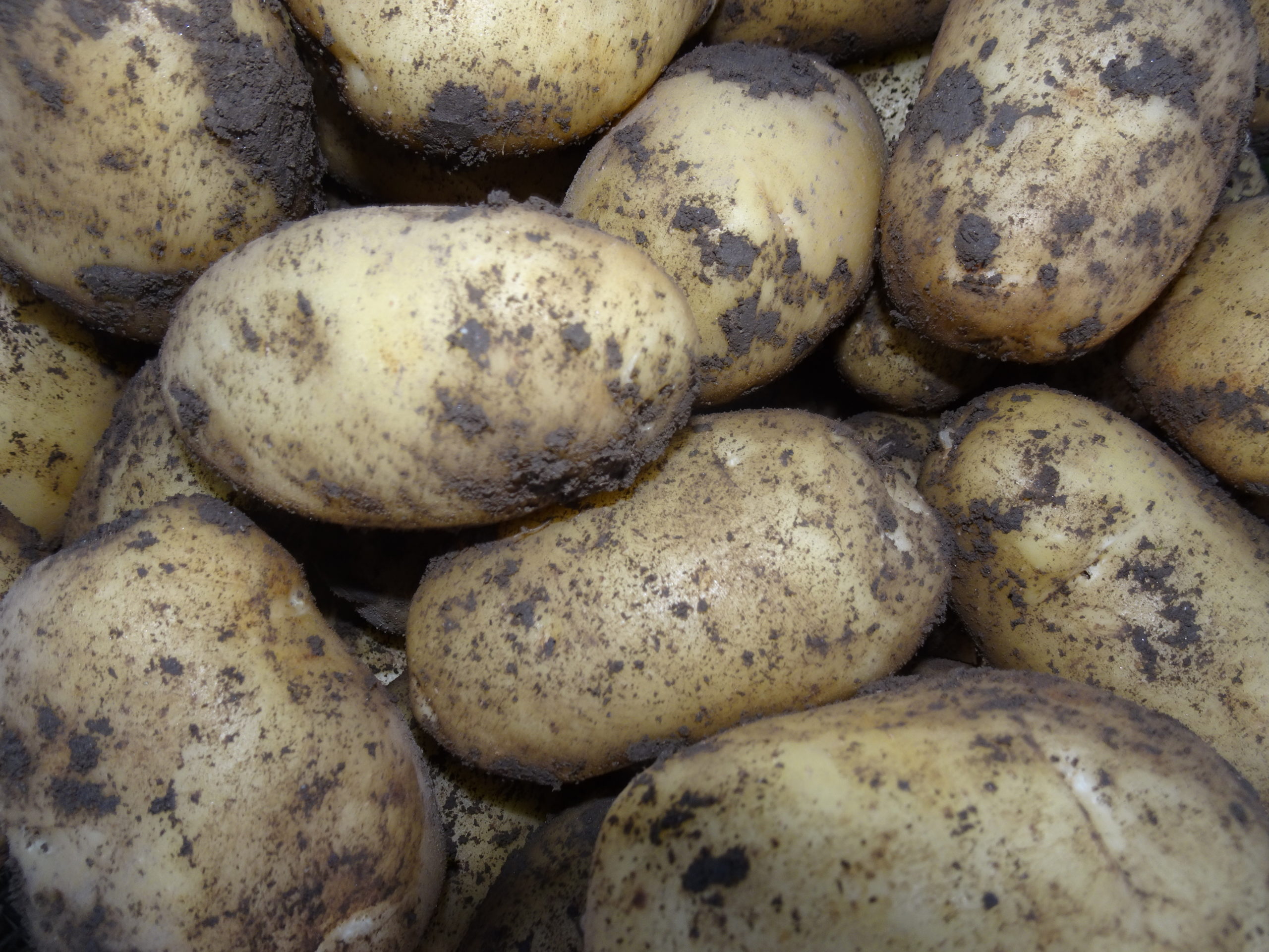 Ab sofort (15.6.2022) gibt es frische Heurige Kartoffeln!
